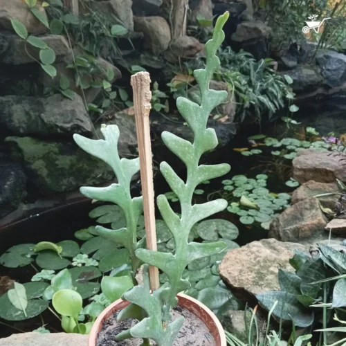 Rick Rack Cactus Cactus Plant -Plant Life Decor Shop Rickrack Cactus 2