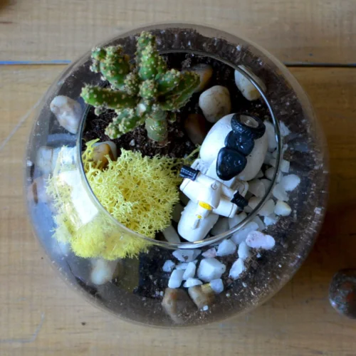 Rider Of The Storm Terrarium Kit -Plant Life Decor Shop Rider of the storm 4