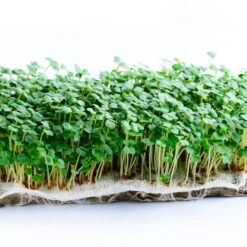 Rocket Cultivated Microgreen Seeds