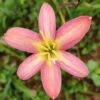Rain Lily 'Rose Perfection' (Bulbs)