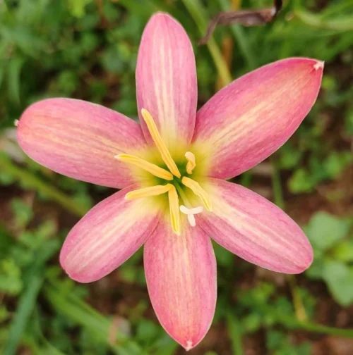 Rain Lily 'Rose Perfection' (Bulbs)