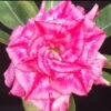 Rosy Spiral Adenium Plant