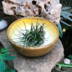 Exotic Metallic Bonsai Ceramic Pot (Medium) -Plant Life Decor Shop RoundBonsaiTray Beige 17x7 720gms 1