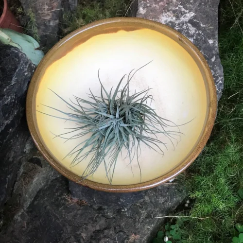 Exotic Metallic Bonsai Ceramic Pot (Large) -Plant Life Decor Shop RoundBonsaiTray Biege 24x8 1140gms 1