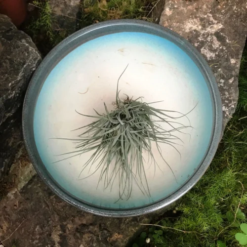 Exotic Metallic Bonsai Ceramic Pot (Large) -Plant Life Decor Shop RoundBonsaiTray Grey 24x8 1140gms 4