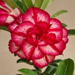 Ruby Blaze Adenium Plant