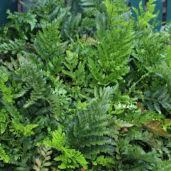 Leatherleaf Fern Plant