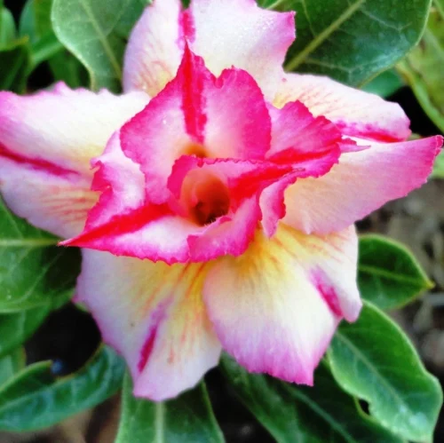 Siam Yellow Dream Adenium Plant