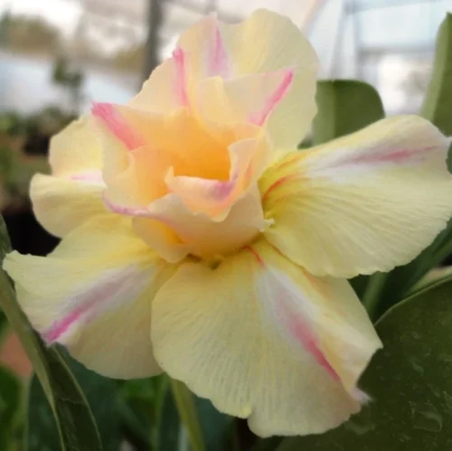Siam Yellow Jubilee Adenium Plant