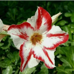 Linckii Star Adenium Plant