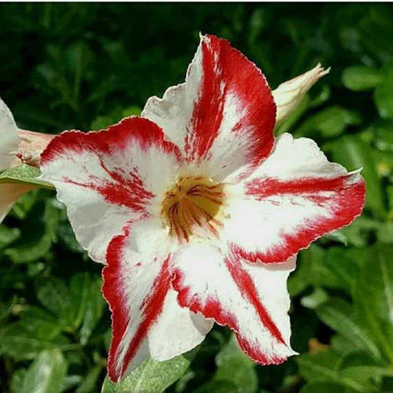 Linckii Star Adenium Plant 1 Linckii Star Adenium Plant