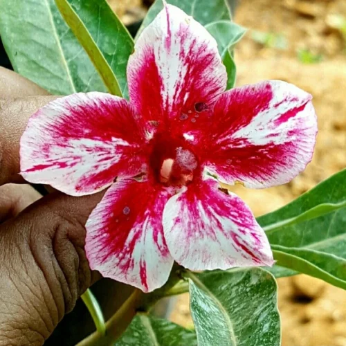 Pink Nebula Adenium Plant