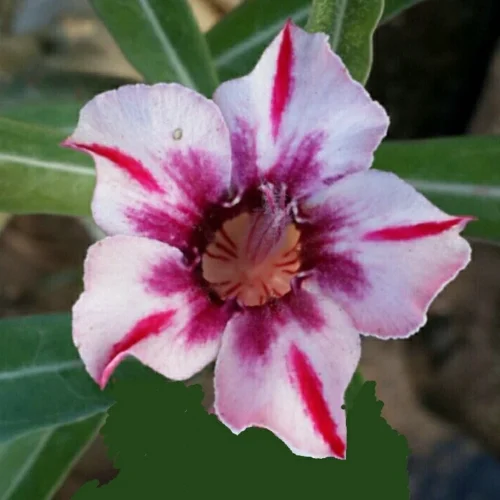 Supernova Adenium Plant