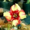 Amber Cloud Adenium Plant