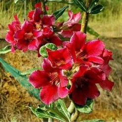Scarlet Paradise Adenium Plant