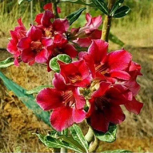 Scarlet Paradise Adenium Plant