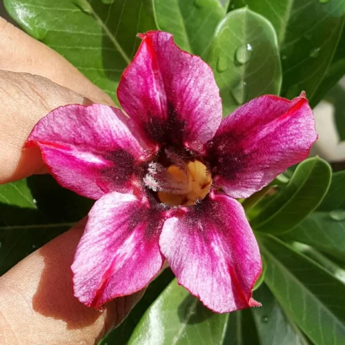 Purple Pentagon Adenium Plant