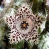Stapelia Madagascar Succulent Plant