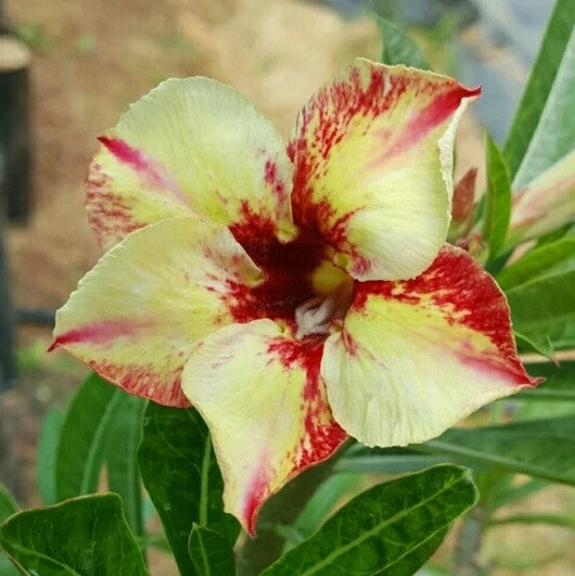 Twinkling Bloom Adenium Plant 1 Twinkling Bloom Adenium Plant