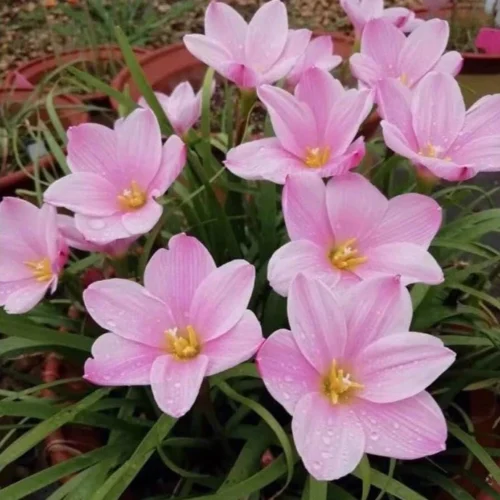 Rain Lily 'Sakura Snow' (Bulbs)