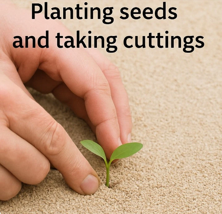 Sand Flakes 2 Sand Flakes - Image 2