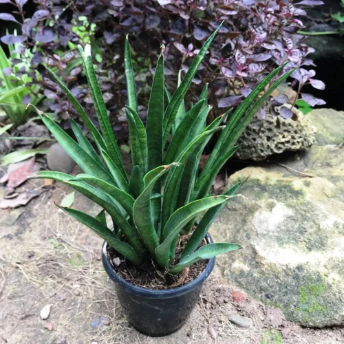 Sansevieria Hybrida Lilliput Plant