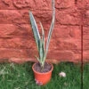 Sansevieria Bantel's Sensation Plant