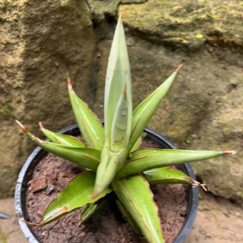 Sansevieria Chao Praya Plant
