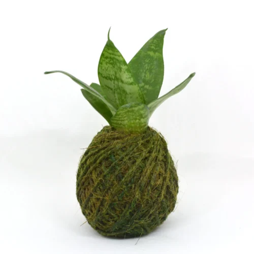 Kokedama Moss Ball Sansevieria Hahnii Plant 8 Kokedama Moss Ball Sansevieria Hahnii Plant -Plant Life Decor Shop Sanseveria Hahnii 2