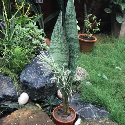 Sansevieria Kirkii Pulchra Plant