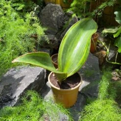 Sansevieria Masoniana Variegated Plant 7 Sansevieria Masoniana Variegated Plant -Plant Life Decor Shop Sanseveria Masoniana Variegated 3
