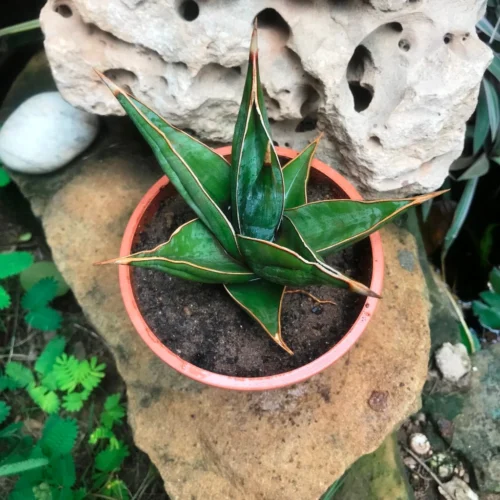 Sansevieria Pinguicula Plant -Plant Life Decor Shop SansevieriaPinguicula 1
