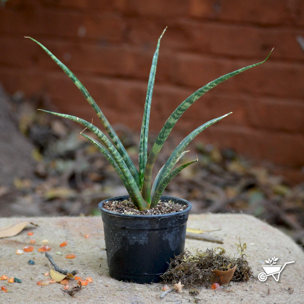 Sansevieria Bacularis Plant 2 Sansevieria Bacularis Plant - Image 2