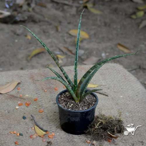 Sansevieria Bacularis Plant -Plant Life Decor Shop Sansevieria Bacularis 2