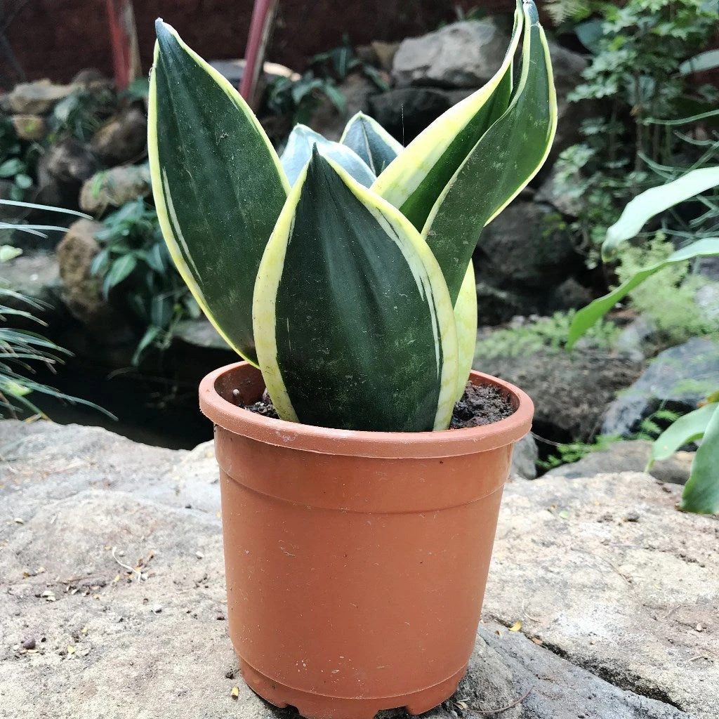 Sansevieria Black Futura Goldedge Plant 3 Sansevieria Black Futura Goldedge Plant - Image 3