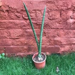 Sansevieria Cylindrica Plant