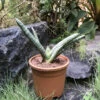 Sansevieria Cylindrica Starfish Plant