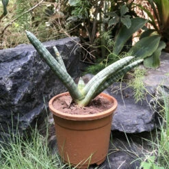 Sansevieria Cylindrica Starfish Plant