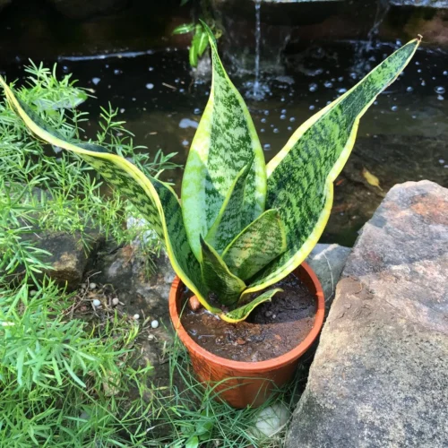 Sansevieria Futura Superba Plant