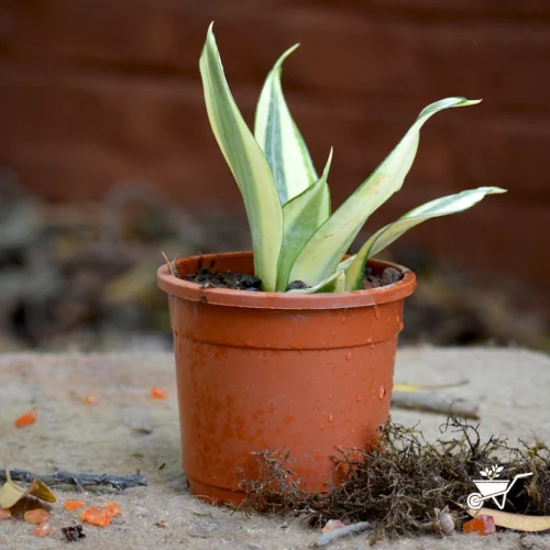 Sansevieria Golden Hehnii Plant -Plant Life Decor Shop Sansevieria Golden hehnii 1