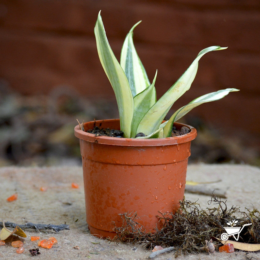 Sansevieria Golden Hehnii Plant 4 Sansevieria Golden Hehnii Plant - Image 4