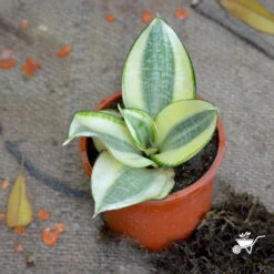 Sansevieria Golden Hehnii Plant 9 Sansevieria Golden Hehnii Plant -Plant Life Decor Shop Sansevieria Golden hehnii 2