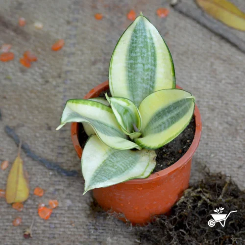 Sansevieria Golden Hehnii Plant -Plant Life Decor Shop Sansevieria Golden hehnii 2