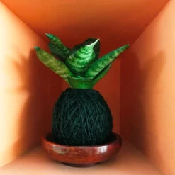 Kokedama Moss Ball Sansevieria Hahnii Plant