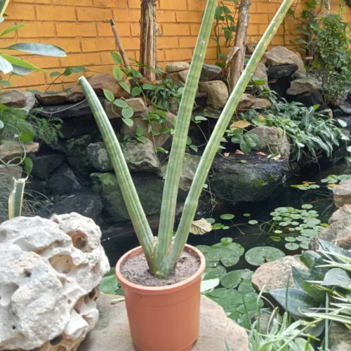 Sansevieria Cylindrica Plant -Plant Life Decor Shop Sansevieria cylindrica 2