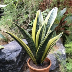 Sansevieria Gold Flame Plant
