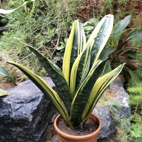 Sansevieria Gold Flame Plant