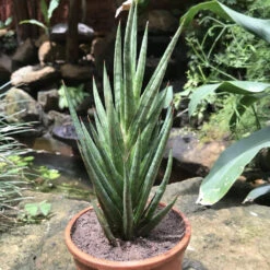 Sansevieria Francisii Plant