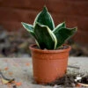 Sansevieria Black Futura Goldedge Plant