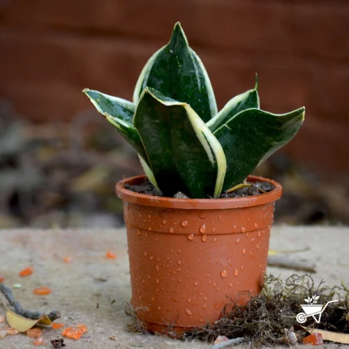 Sansevieria Black Futura Goldedge Plant